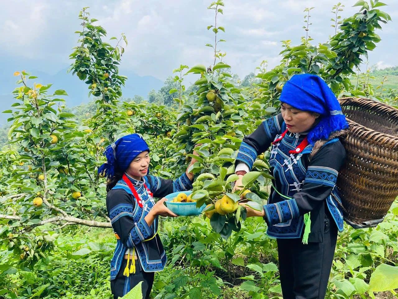 Bà con người Hà Nhì Bát Xát hái những quả lê căng mọng, mời khách du lịch