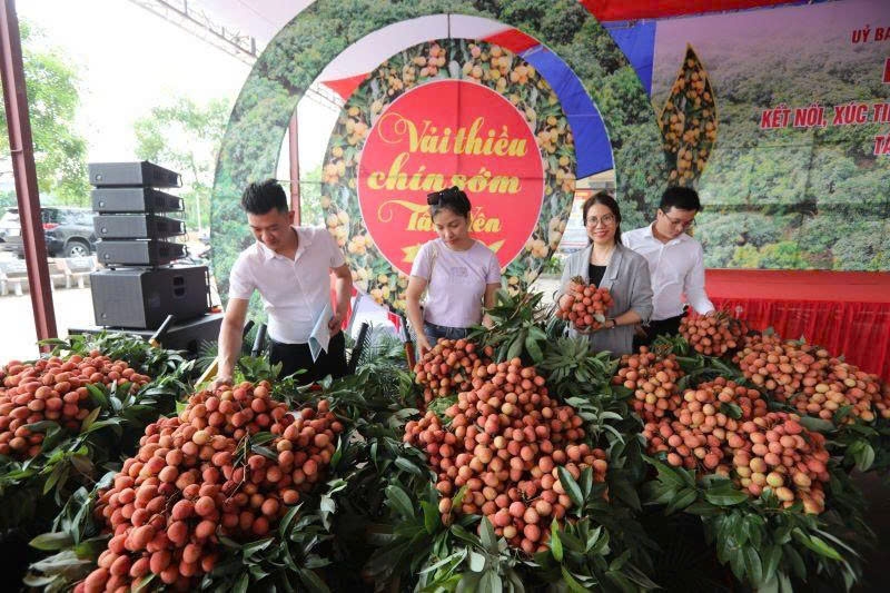 Thị trường vải thiều toàn cầu được dự báo tiếp tục tăng trưởng mạnh, đạt mức 8,79 tỷ USD vào năm 2028. Ảnh TIN 