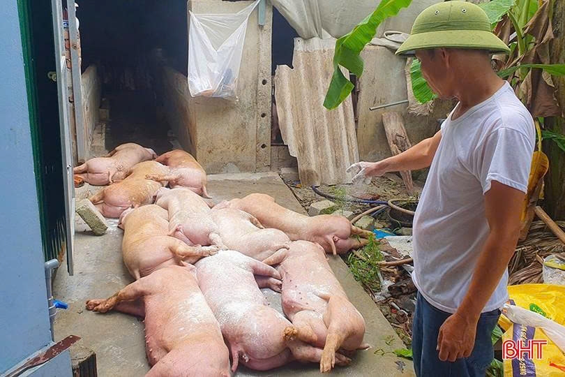 Dịch tả lợn châu Phi đang diễn biến phức tạp tại nhiều tỉnh, thành trên cả nước. Ảnh: ITN