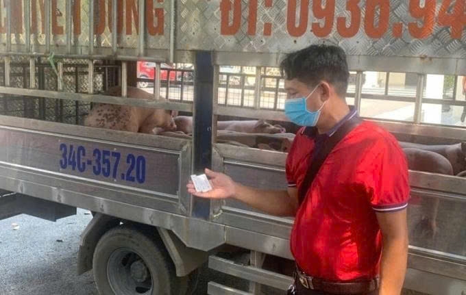 Vận chuyển lợn bị bệnh tả lợn châu Phi đi tiêu thụ bị bắt giữ tại Phú Thọ ngày 9/7/2025. Ảnh: Công an Phú Thọ