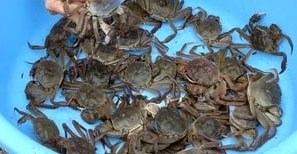 (Tổng hợp) Hướng dẫn cách nuôi cà ra hiệu quả 1