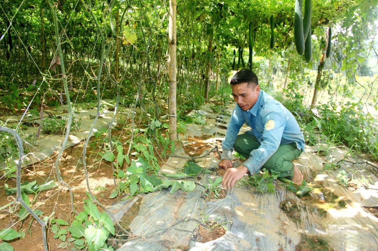 Nông dân xã Yên Sơn (Sơn La) sử dụng màng nilon che phủ luống, hạn chế cỏ dại, chống úng cây trồng.Ảnh: ITN