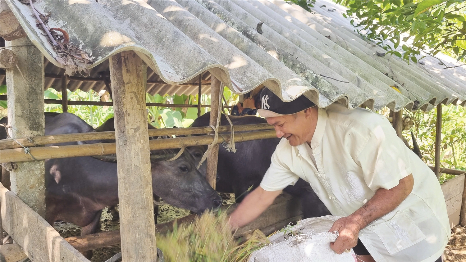 Ông Hà Viết Sỹ, Người có uy tín ở xã Minh Long luôn đi đầu trong phát triển kinh tế gia đình. Ảnh Huy Trường