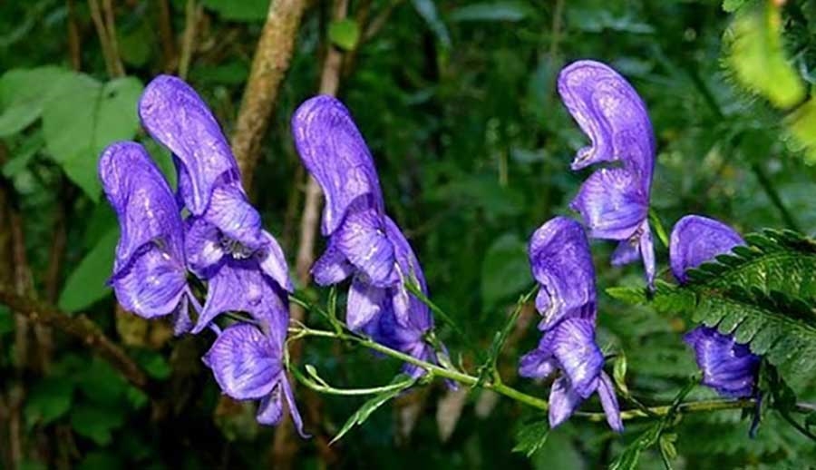 (Tổng hợp) Cây ô đầu-Vị thuốc hay từ dân gian 2