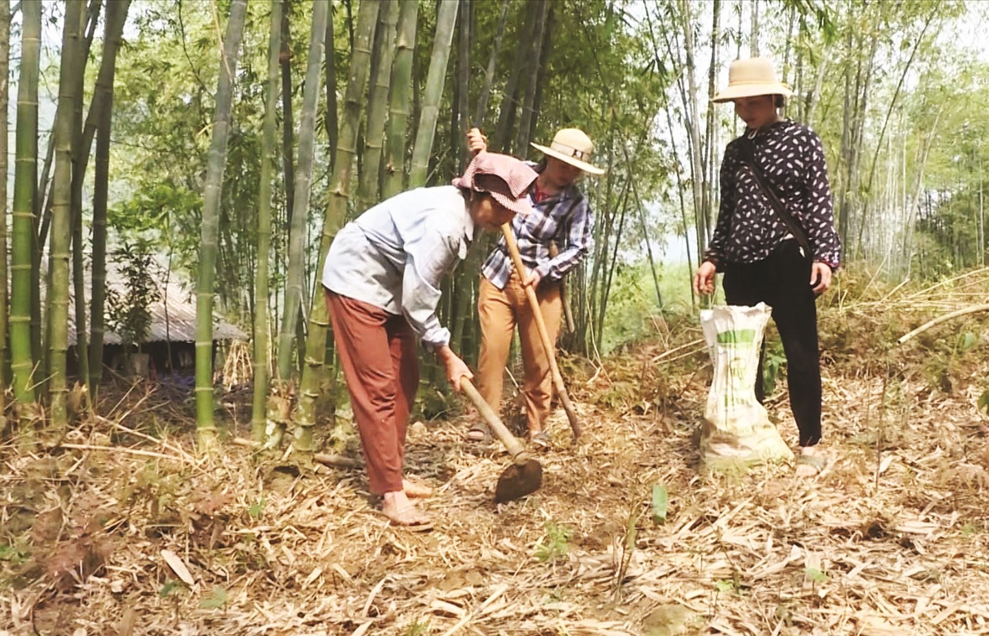 Người dân Thiên Phủ làm cỏ, chăm sóc đồi rừng