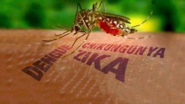 Mặc dù Việt Nam chưa ghi nhận ca bệnh Chikungunya trong cộng đồng, Bộ Y tế nhấn mạnh do muỗi Aedes đang vào thời kỳ cao điểm và lượng khách du lịch quốc tế tăng, nên tiềm ẩn nguy cơ bệnh xâm nhập và lây lan nhanh trong cộng đồng.Ảnh: ITN
