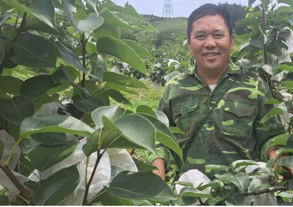 Ông Tráng A Cao đã mạnh dạn cắt đi vườn chanh, vườn bưởi sai trĩu quả để đưa cây lê vào trồng tại Hua Tạt. Ảnh: ITN