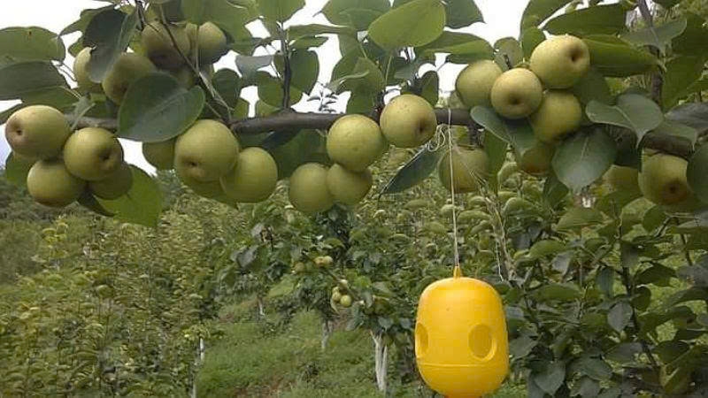 Việc đưa cây lê Tai Nung vào trồng tại nhiều địa phương của tỉnh Sơn La không chỉ mang lại giá trị kinh tế, mà còn mở ra hướng phát triển mới cho người dân. Ảnh: ITN