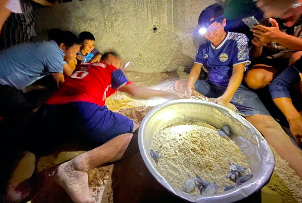 11 chú rùa chào đời trên xã đảo Nhơn Châu (Ảnh N.C)