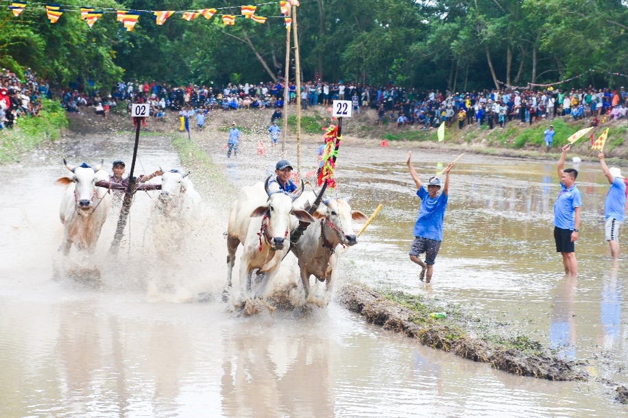 Hội đua bò chùa Rô lần thứ 10, năm 2024. (Ảnh: Thanh Tiến)