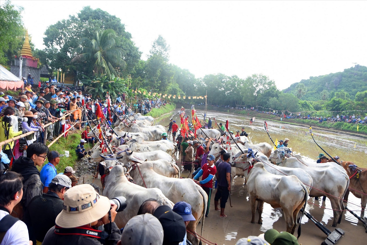 Hội đua bò chùa Rô là hoạt động văn hóa - thể thao đặc thù của đồng bào Khmer vùng Bảy Núi của tỉnh An Giang