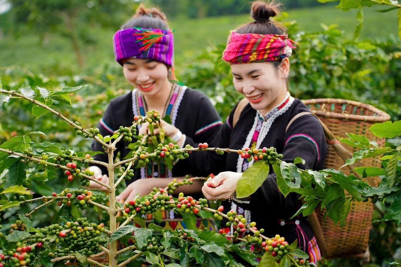 Chương trình MTQG 1719 đã góp phần nâng cao thu nhập cho đồng bào DTTS (Ảnh minh họa).