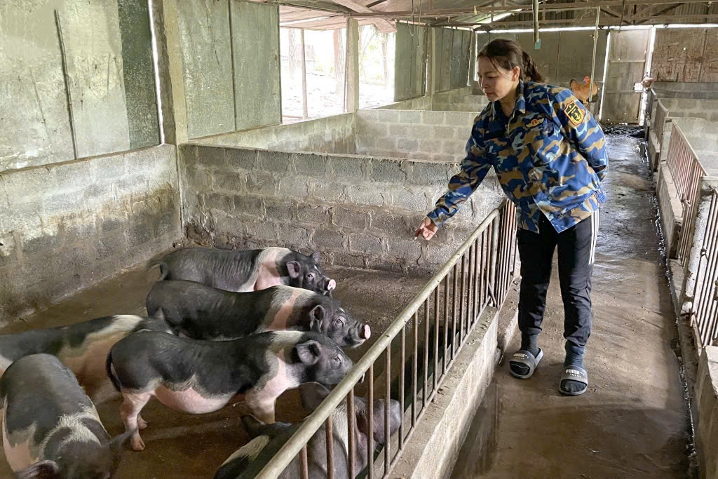 HTX Nông nghiệp hữu cơ An Lộc là một trong những cơ sở chăn nuôi lợn Móng Cái quy mô lớn tại xã Hải Ninh