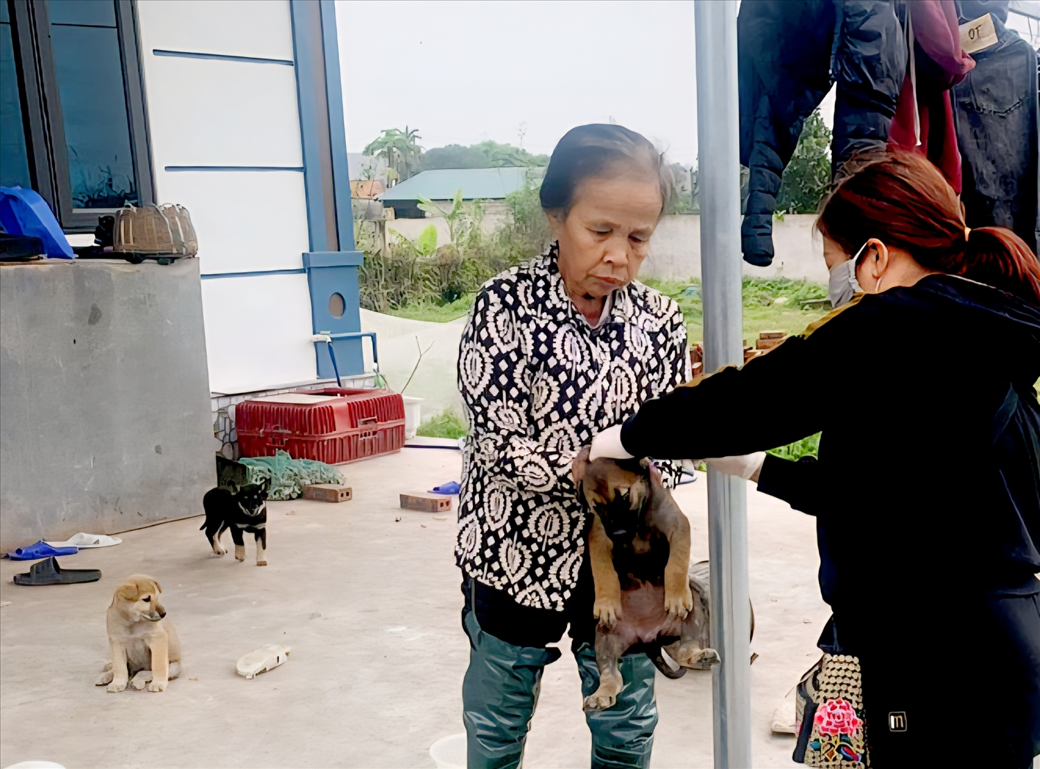 Các địa phương đẩy mạnh tiêm vacxin cho chó, mèo