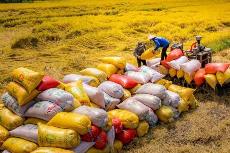 7 tháng đầu năm 2025, Việt Nam đã xuất khẩu 5,5 triệu tấn gạo, trị giá 2,81 tỷ USD