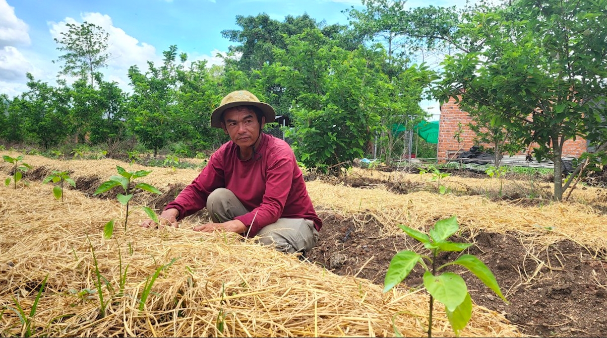 Anh Ma Văn Hoà đang chăm sóc những luống ớt sừng vừa mới trồng