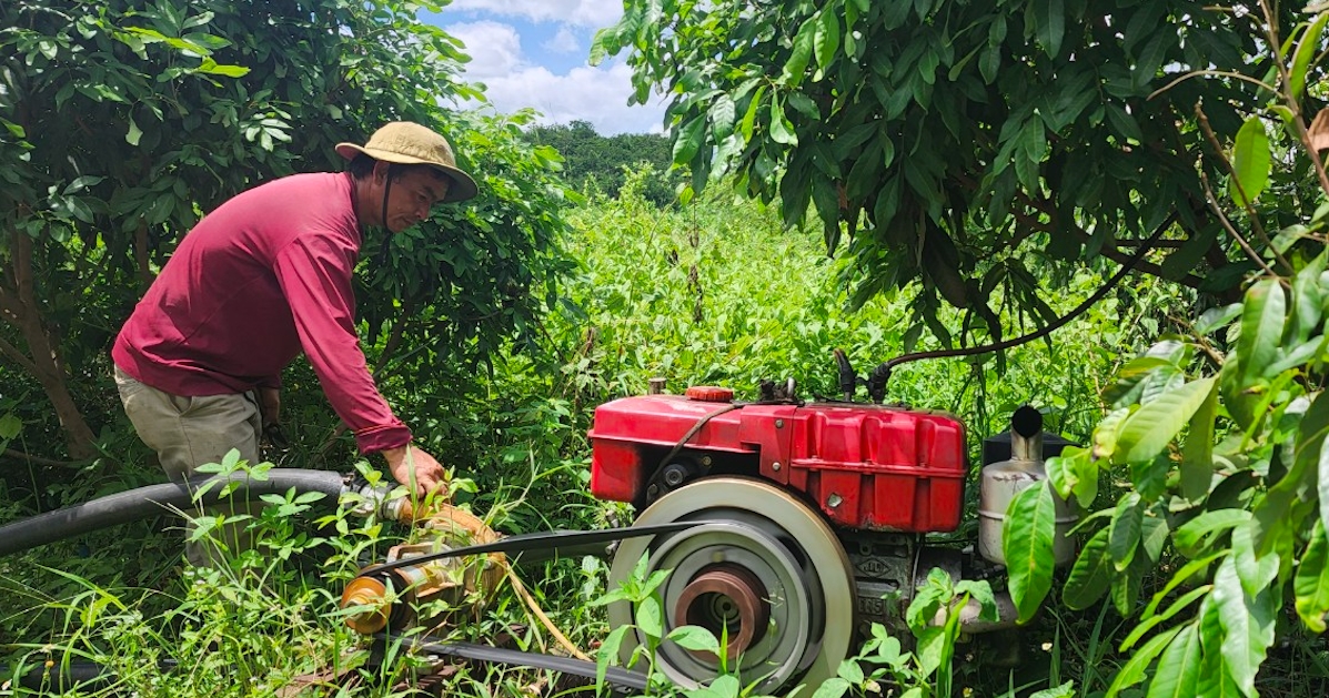 Nhờ chủ động được nguồn nước tưới nên trang trại của anh Hoà lúc nào cũng xanh tốt
