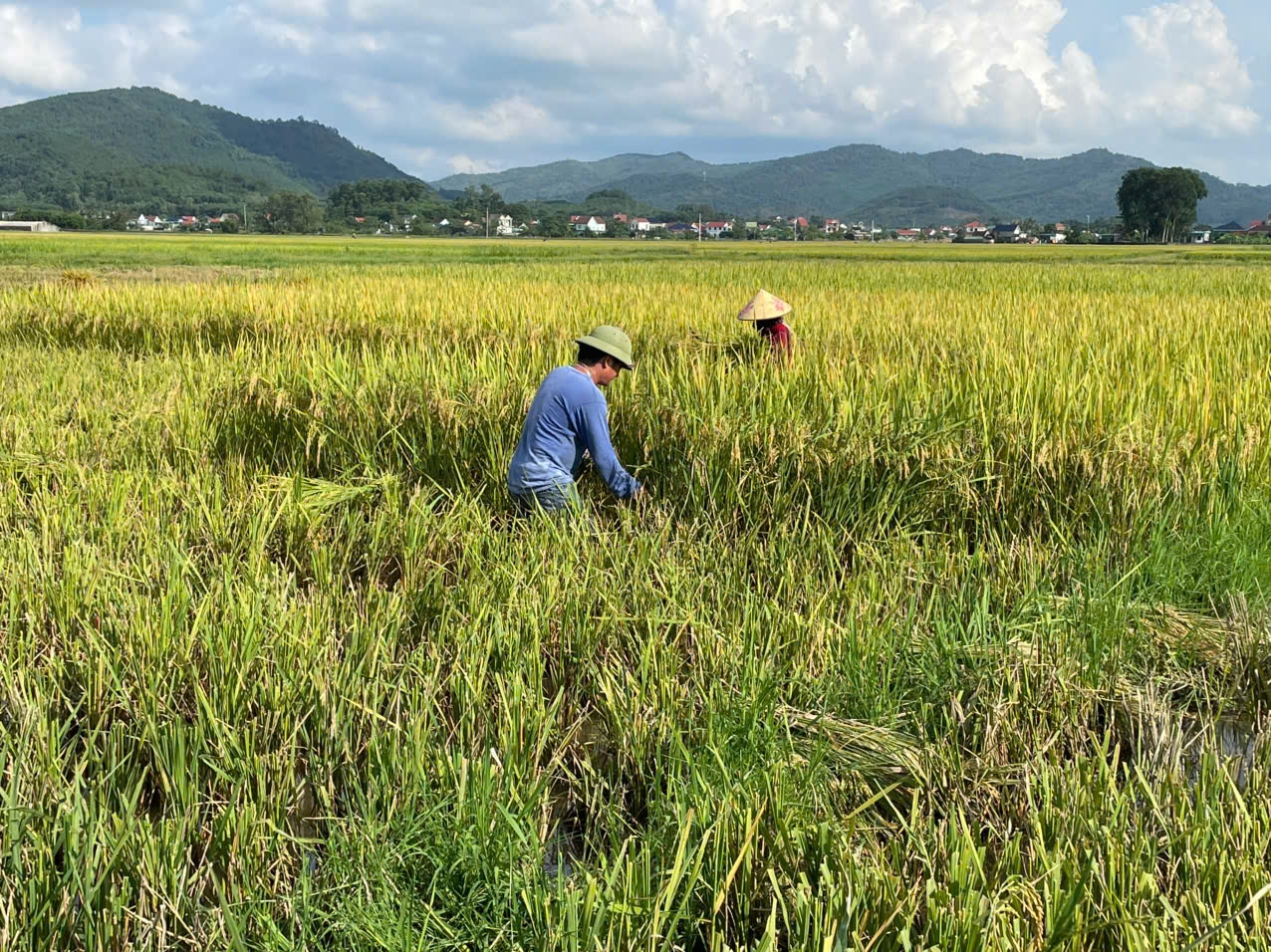 Nông dân vùng trũng thấp xã Vân Tụ (Nghệ An) đang khẩn trương thu hoạch lúa hè thu để chạy bão số 5 (Ảnh: Phạm Tiến) 