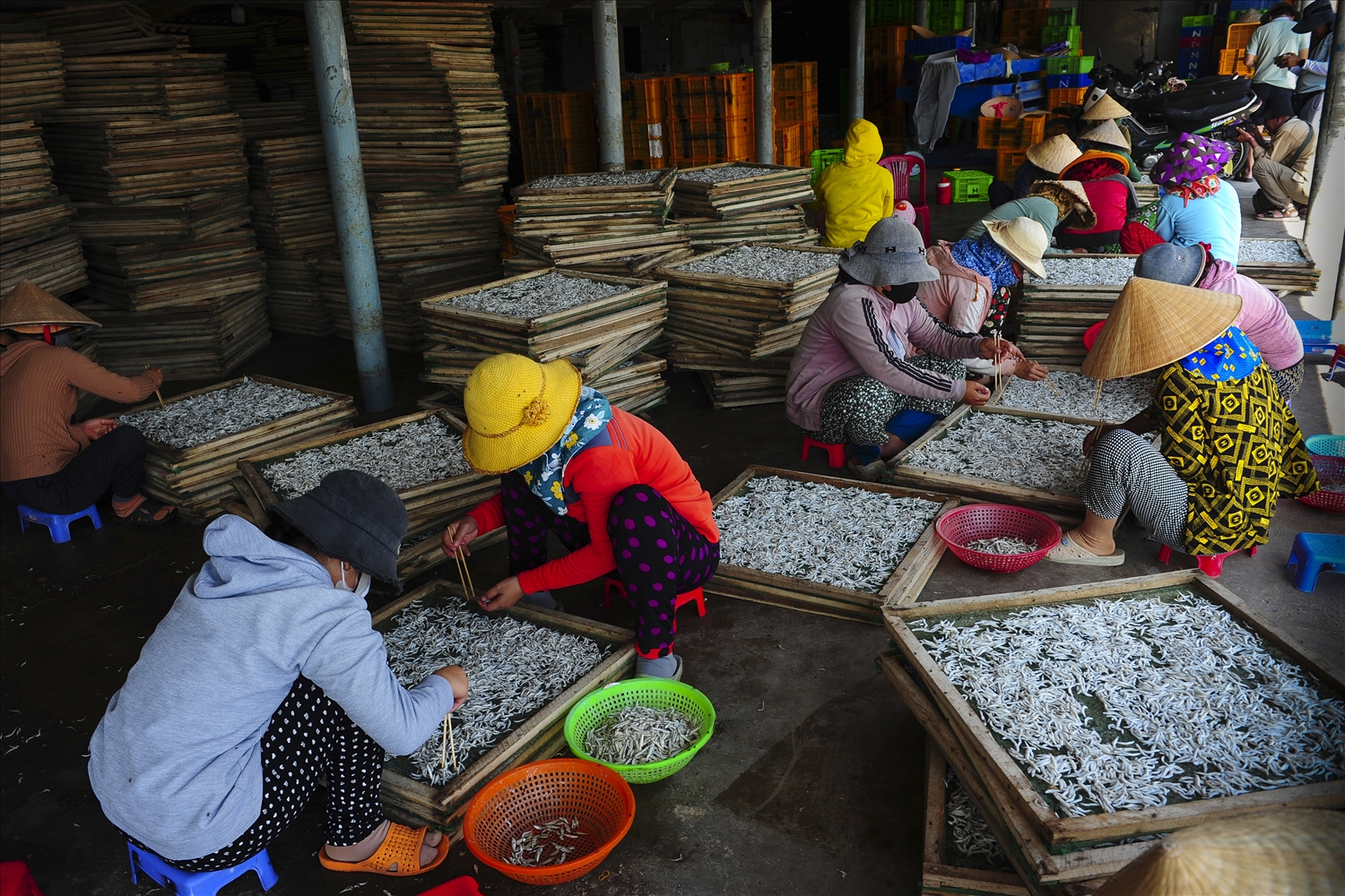 Nhờ được mùa cá và giá cá cơm tăng cao nên giải quyết việc làm cho nhiều lao động địa phương.