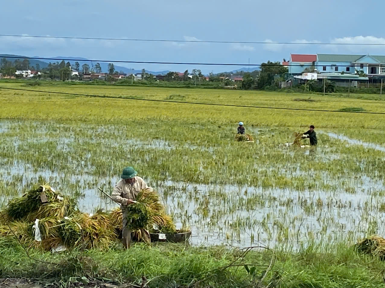 Những bó lúa ướt sũng được vận chuyển lên bờ - Ảnh: Thanh Hải