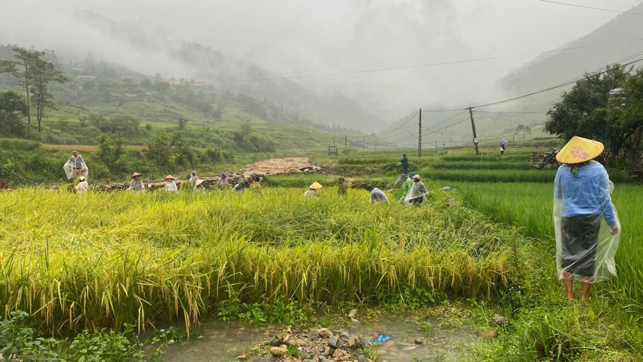 Nông dân đội mưa trang thủ gặt lúa đề phòng bị ngập ứng, gãy đổ. (Ảnh Trọng Bảo)
