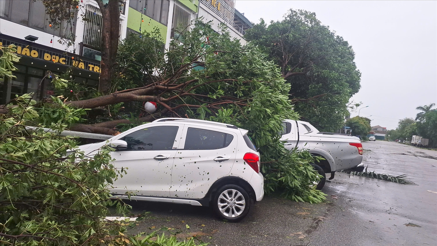 Gió bão đã làm 1 cây xoài lớn ở cổng trường Mần Non Lala len (phường Trường Vinh) đề làm hư hỏng 2 xe ô tô (Ảnh: Phạm Tiến) 
