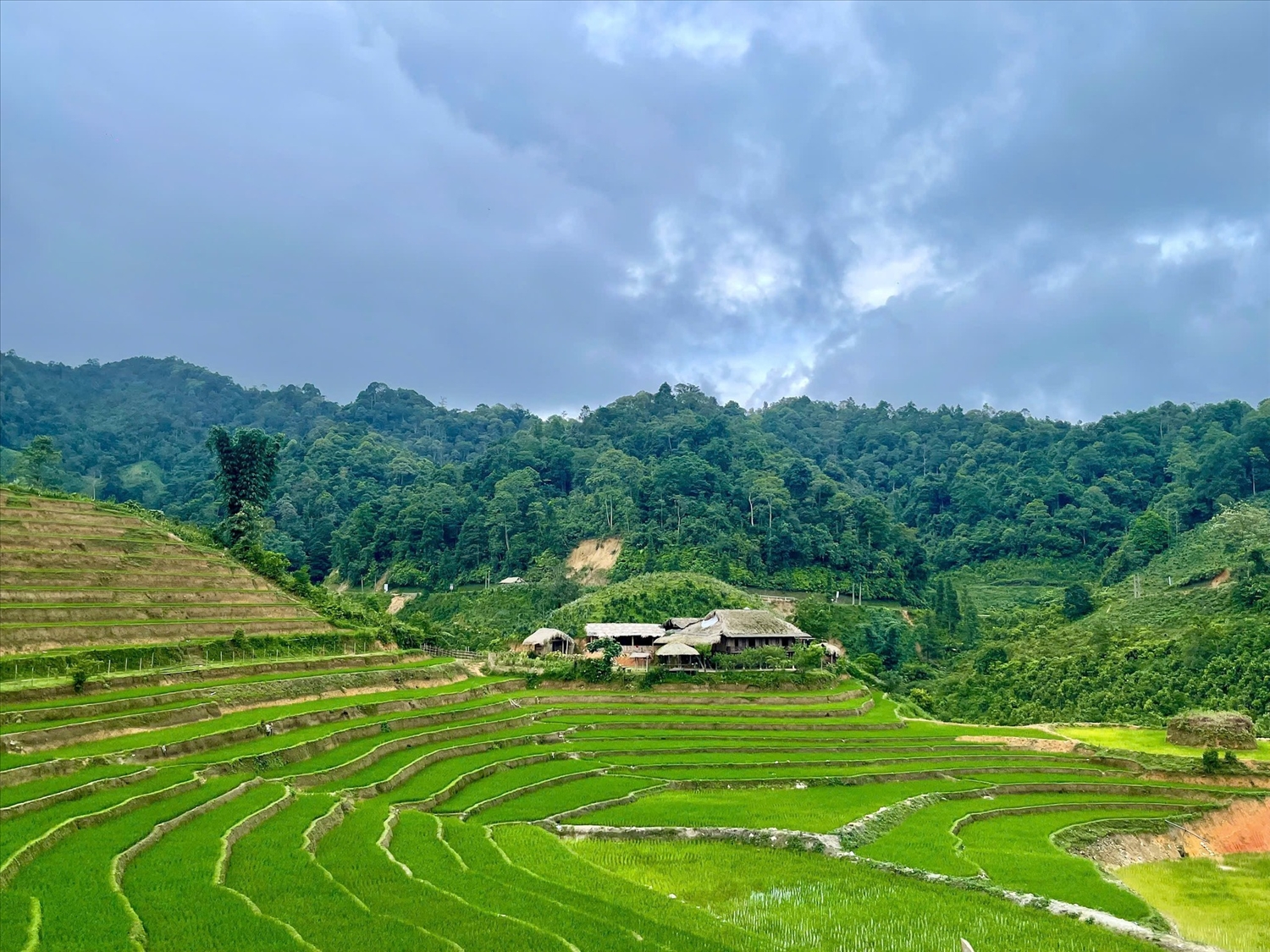 Homestay người Tày nép mình bên những thửa ruộng bậc thang xanh mướt - bức tranh thiên nhiên và văn hóa hòa quyện.