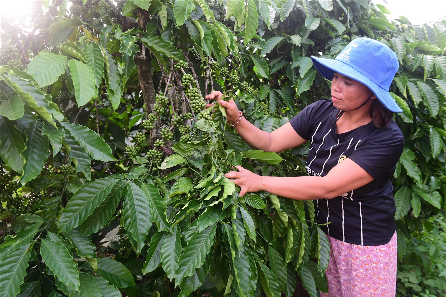 Chị Y Ngoan, thôn 4, xã Đăk Hà đã thay đổi nếp nghĩ, cách làm, biết ứng dụng khoa học kỹ thuật để chăm sóc vườn cà phê. (Ảnh: Ngọc Chí)