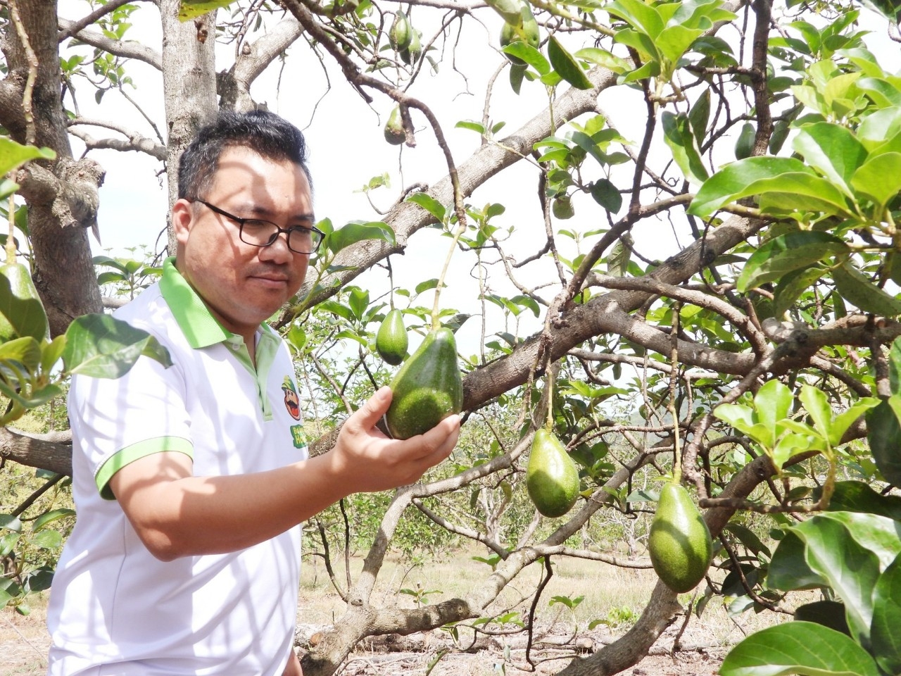 Anh Đặng Dương Minh Hoàng, chủ Nông trại Thiên Nông bên vườn bơ được công nhận OCOP ở xã Phú Nghĩa, tỉnh Đồng Nai.