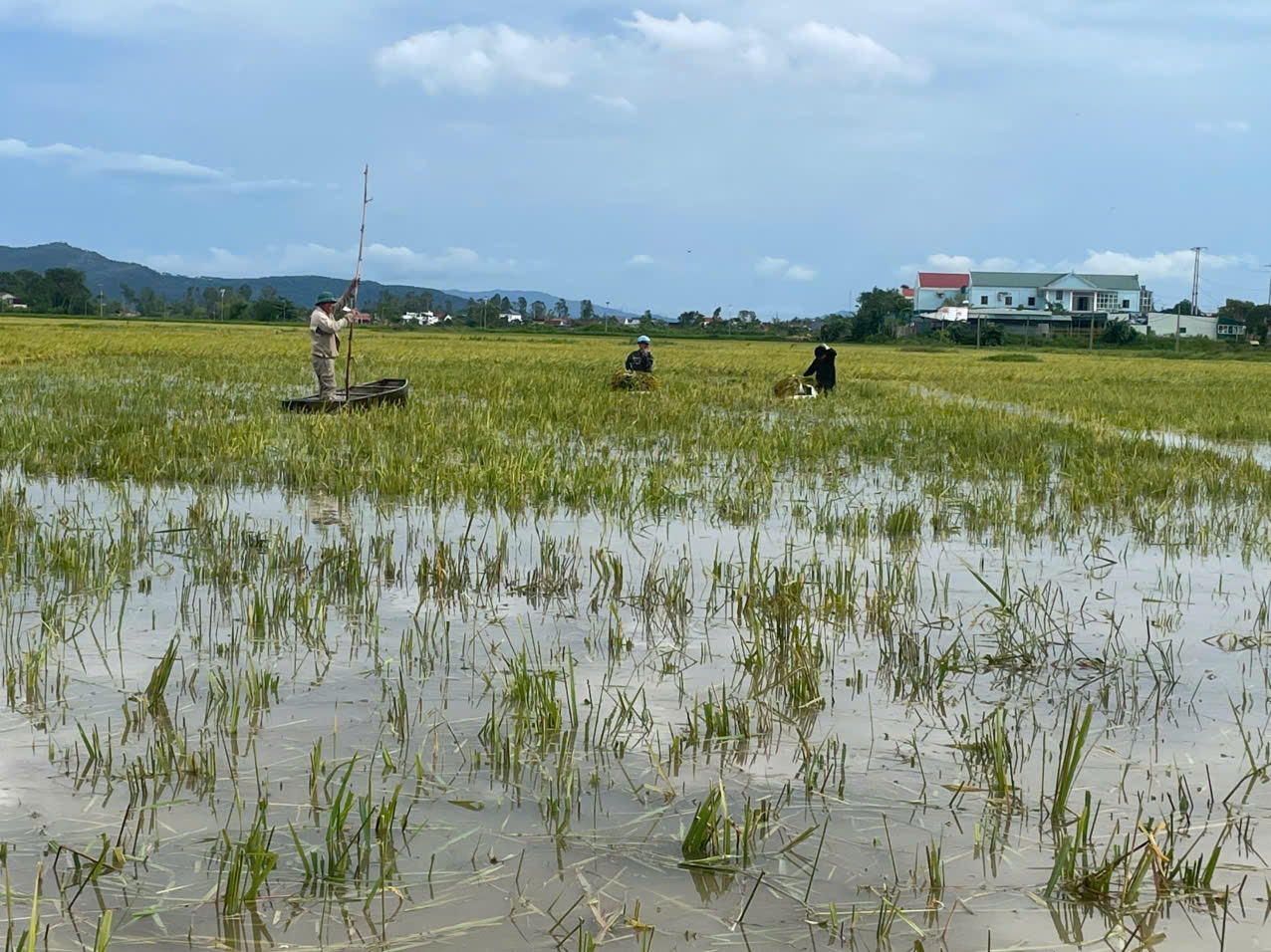 Bão số 5 gây thiệt hại trên 81.500ha lúa, 4.500ha hoa màu (Ảnh TL)