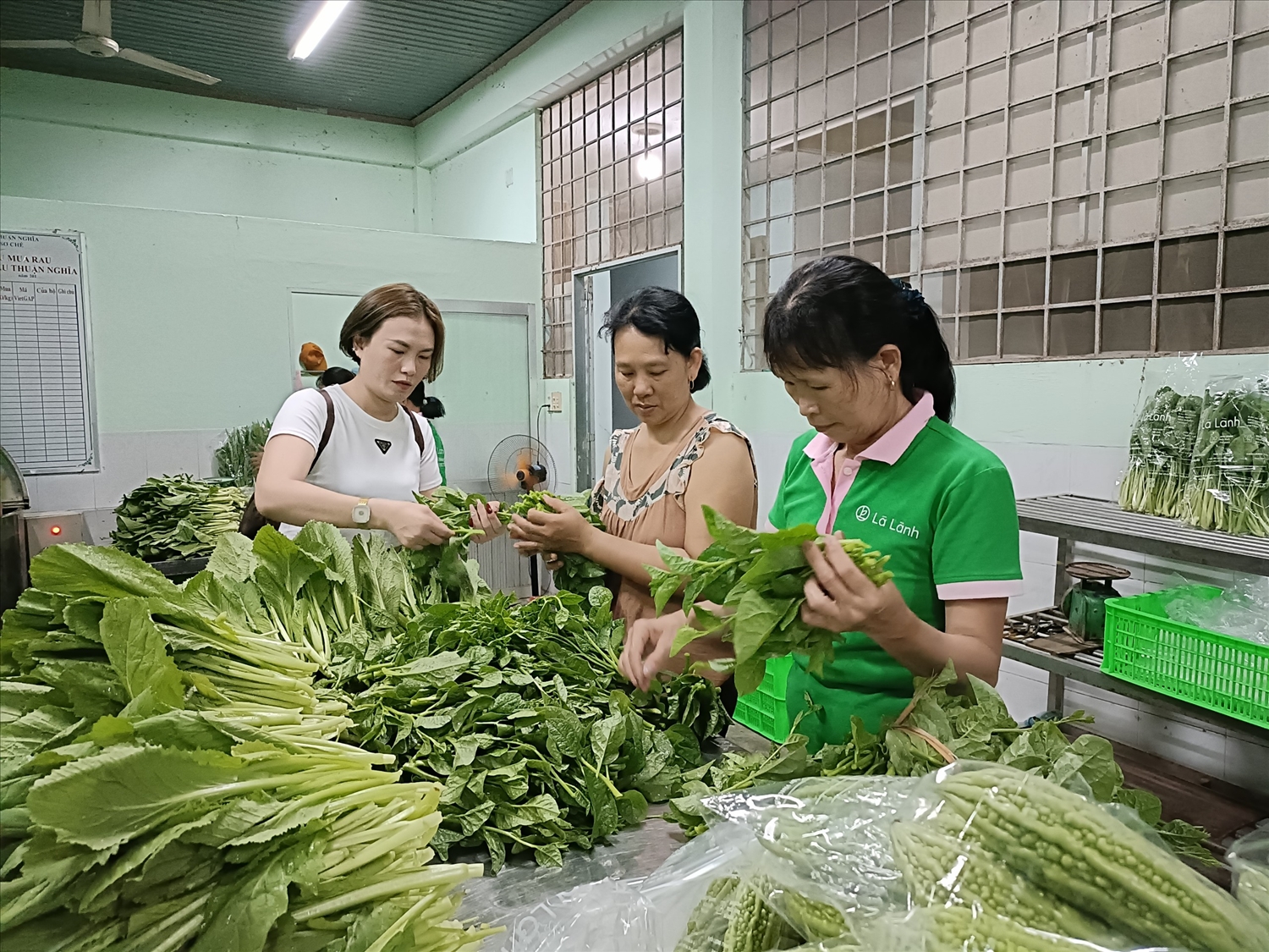 Sản phẩm rau sạch của HTX Thuận Nghĩa được khách hàng ưa chuộng (Ảnh T.N)