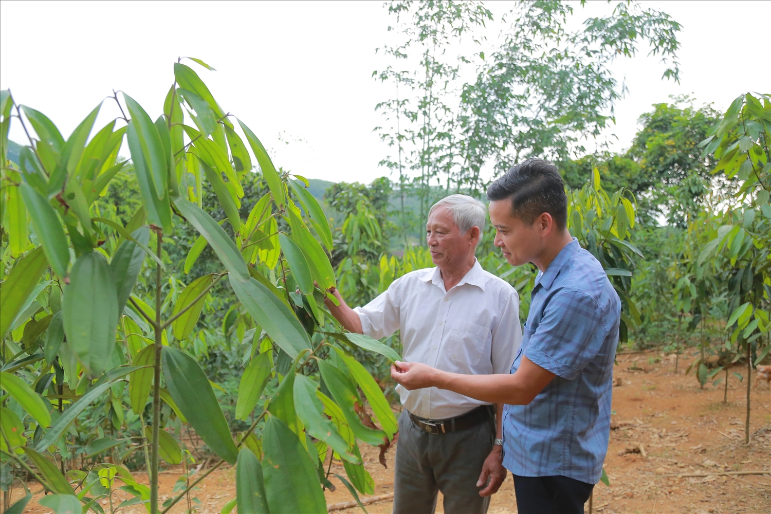 Ông Hà Thanh Minh (mặc áo trắng) - Người có uy tín xã Lai Đồng, tỉnh Phú Thọ luôn gương mẫu đi đầu trong thực hiện mô hình sản xuất mới tại địa phương, vận động đồng bào dân tộc tích cực tham gia phát triển kinh tế, nâng cao đời sống