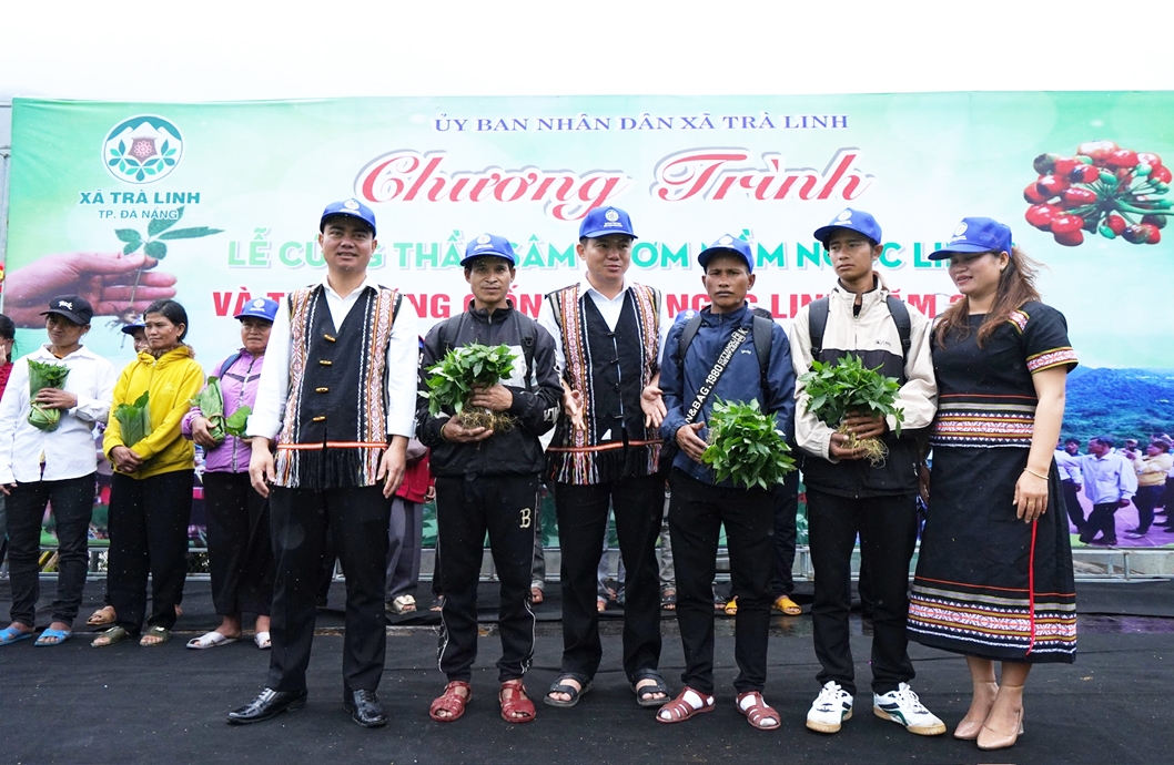 Tặng sâm Ngọc Linh giống cho người nghèo. (Ảnh Trà Mai)