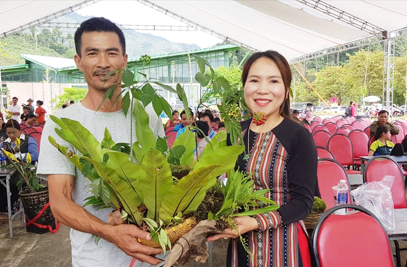 Góp sâm Ngọc Linh để xóa nhà tạm 4