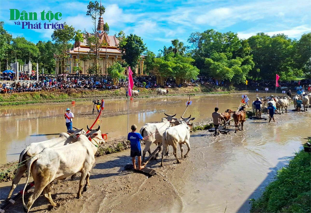 Ngày 31/8, Hội đua bò chùa Rô lần thứ 11, mừng Sene Dolta năm 2025 đã diễn ra tại xã An Cư, tỉnh An Giang. (Trong ảnh: Các đôi bò diễu hành trên đường đua trong lễ khai mạc)