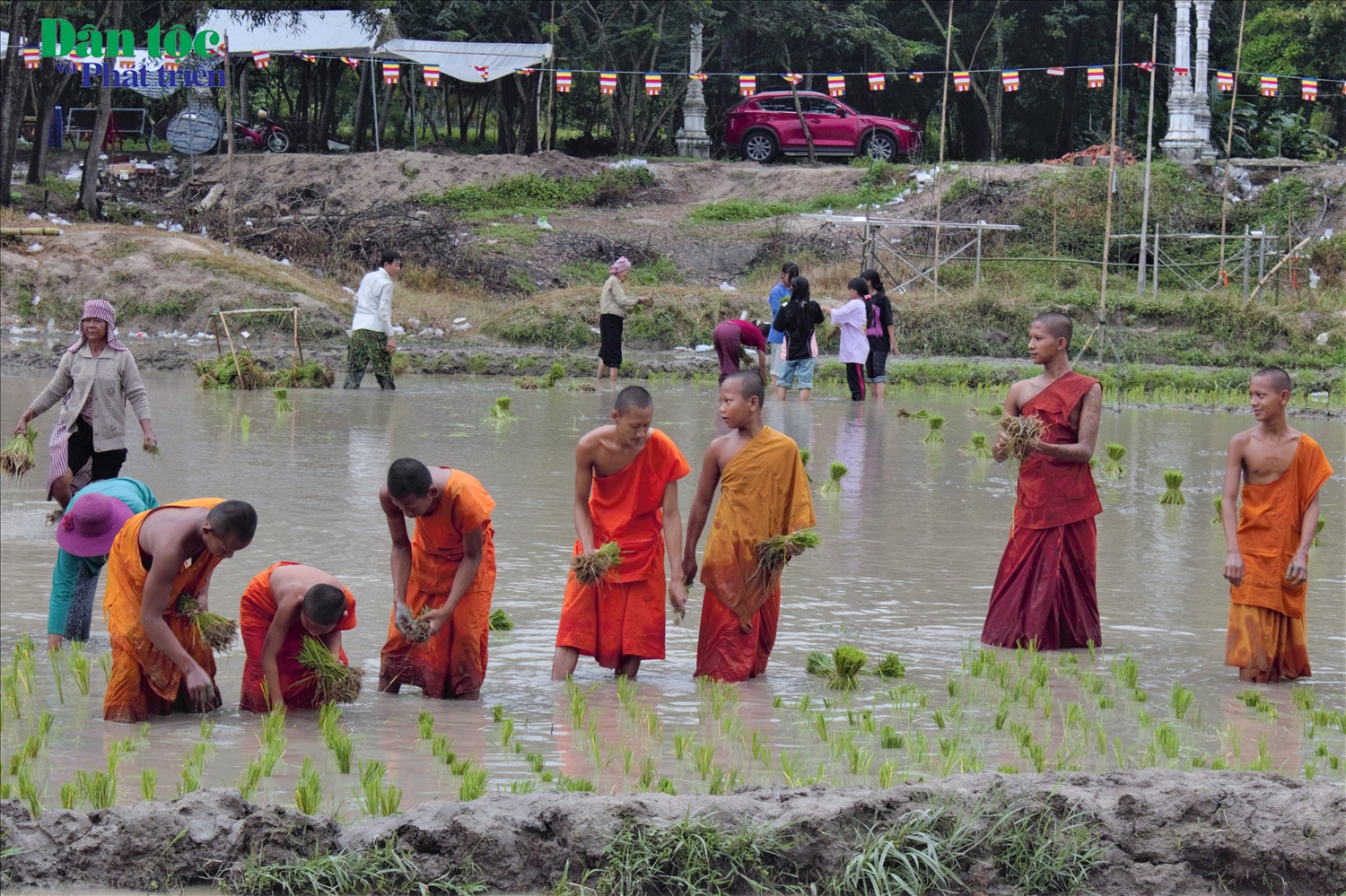 Sau khi các đôi bò thi đấu, sư sãi và bà con đồng bào Khmer đã cùng cấy mạ ngay trên mảnh ruộng là đường đua bò.
