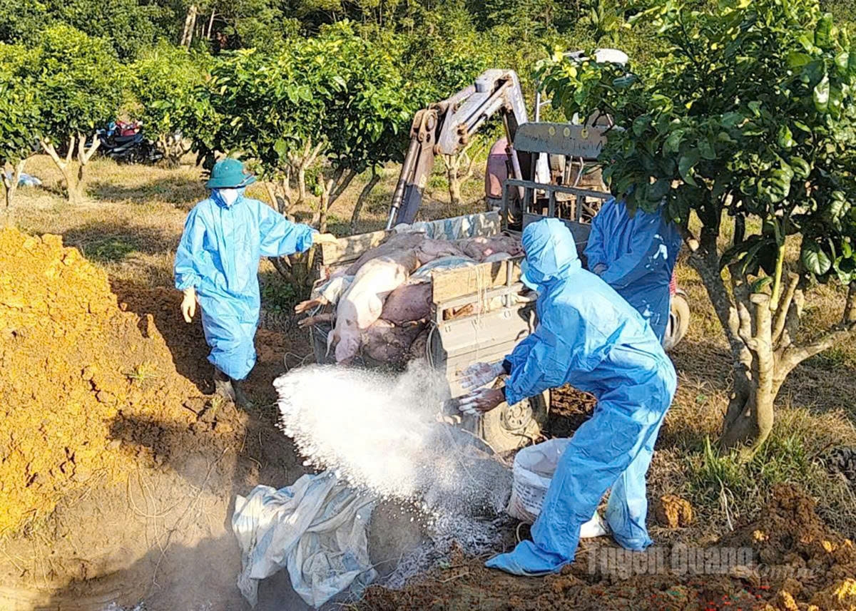 Lực lượng chức năng tiến hành tiêu hủy đàn lợn mắc dịch tả lợn châu Phi tại thôn Tìa Chí Dùa, xã Mèo Vạc, tỉnh Tuyên Quang. Ảnh: Báo Tuyên Quang