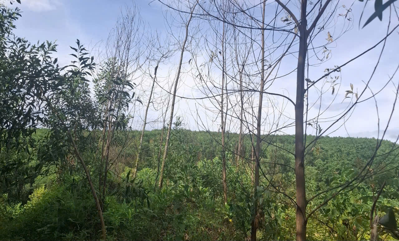  Phạm Tiến)