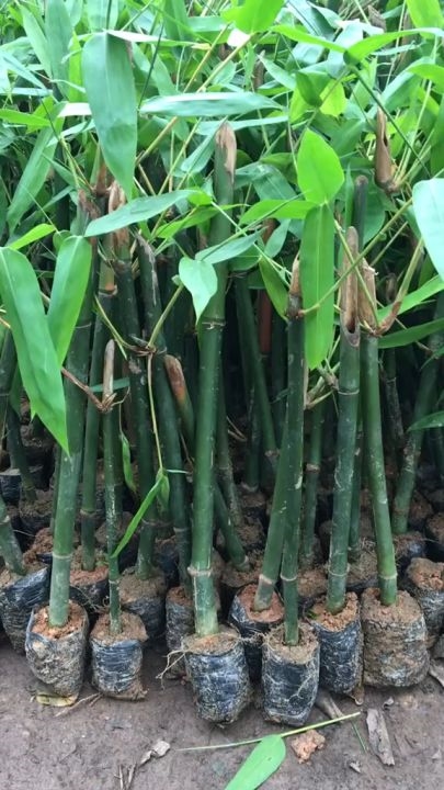 (Tổng hợp) Hướng dẫn kỹ thuật trồng luồng 1
