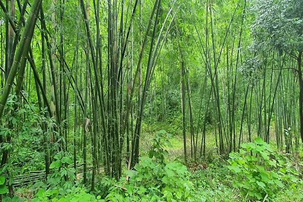 Luồng là cây dễ trồng, đầu tư ít, phù hợp với điều kiện kinh tế và tập tục canh tác của đa số các hộ gia đình nông dân miền núi. 