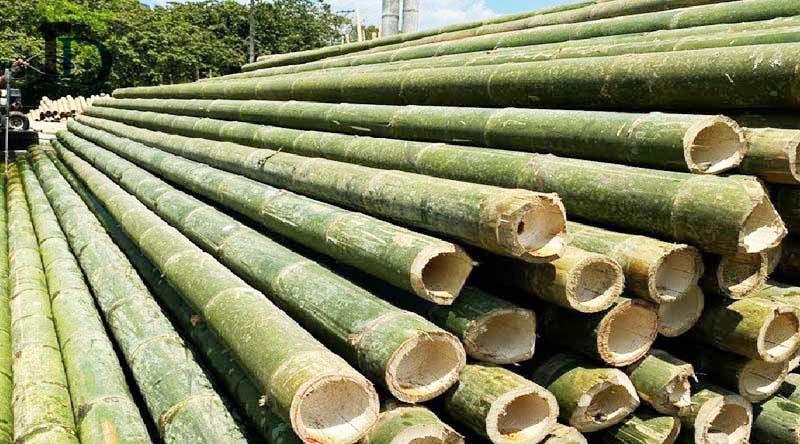 (Tổng hợp) Hướng dẫn kỹ thuật trồng luồng 4