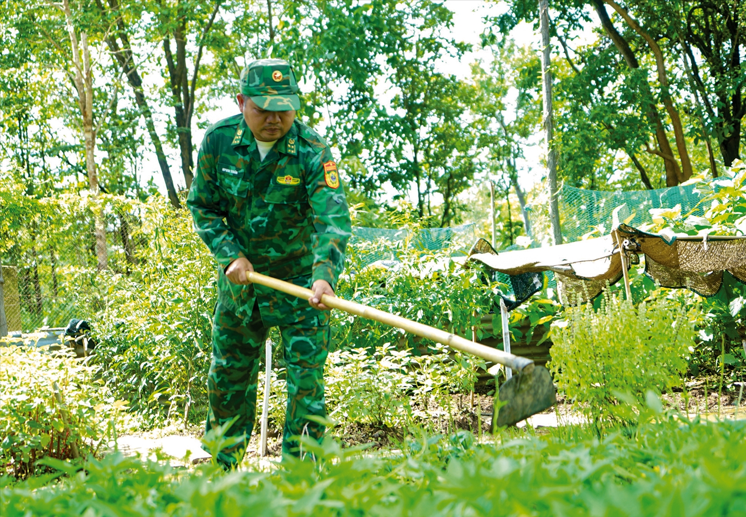 Cán bộ, chiến sĩ chốt 383 chú trọng tăng gia sản xuất, trồng rau xanh cải thiện bữa ăn. Ảnh Ngọc Thu