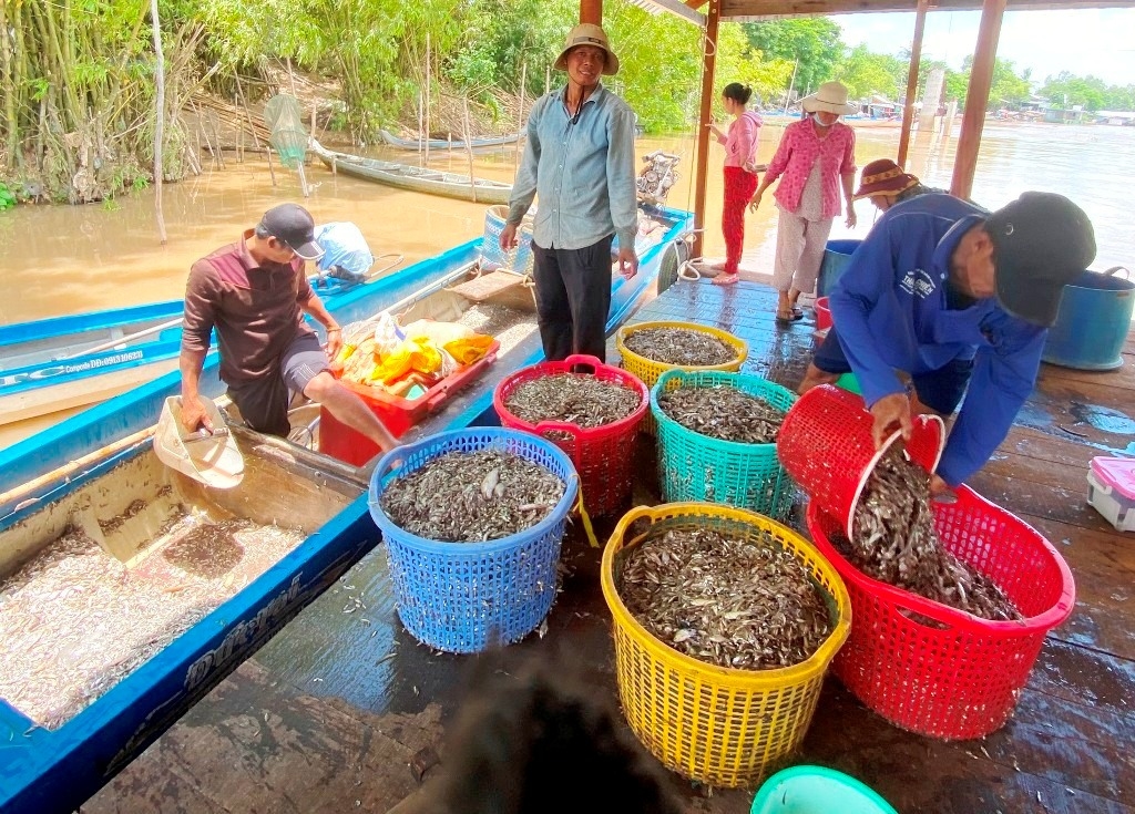 Một điểm thu mua cá ở xã Nhơn Hội, tỉnh An Giang