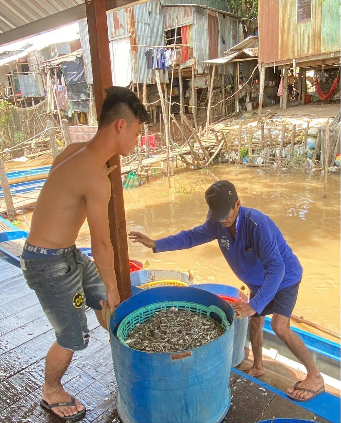 Cá linh được đánh bắt và đưa vào bờ để chuẩn bi mang đi tiêu thụ.