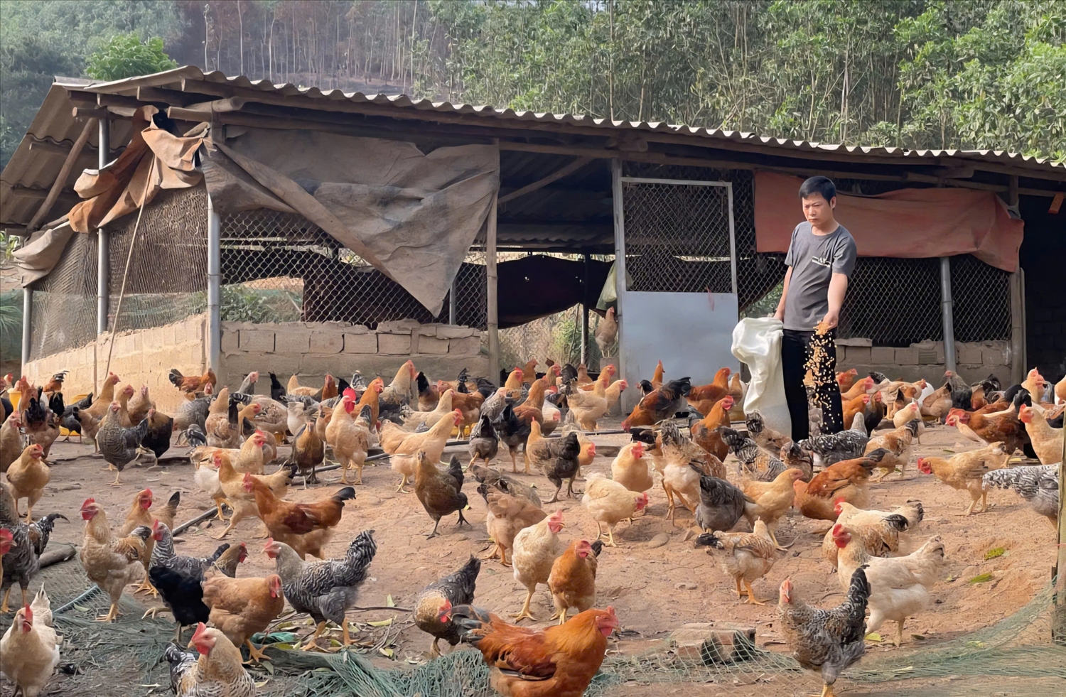 Mô hình nuôi gà Tiên Yên của anh Bế Văn Lỵ