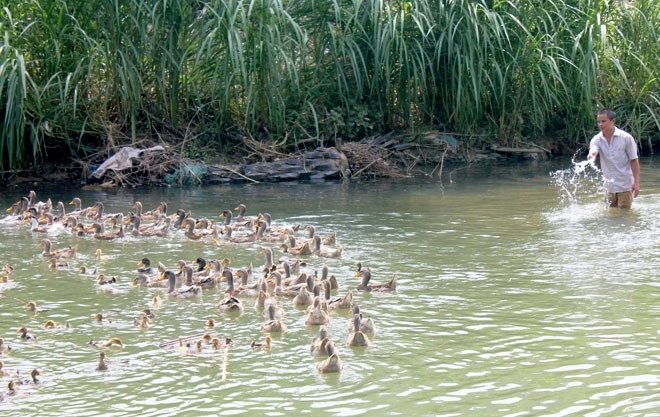 Mô hình chăn nuôi vịt bầu Minh Hương ở tỉnh Tuyên Quang đã và đang góp phần mở lối thoát nghèo cho đồng bào DTTS ở địa phương (Ảnh minh họa)