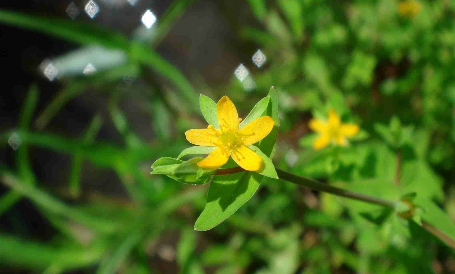 Cây nọc sởi được sử dụng rộng rãi trong Y học dân gian để điều trị nhiều bệnh như sởi ở trẻ em, viêm gan vàng da, viêm amidan, cam tích ở trẻ em. 