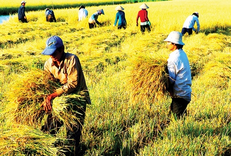 Tại Công điện số 128/CĐ-TTg, Thủ tướng yêu cầu Bộ Nông nghiệp và Môi trường chủ trì, phối hợp với các Bộ, cơ quan, địa phương có liên quan khẩn trương triển khai hiệu quả các giải pháp đẩy mạnh sản xuất nông nghiệp (Ảnh minh họa)