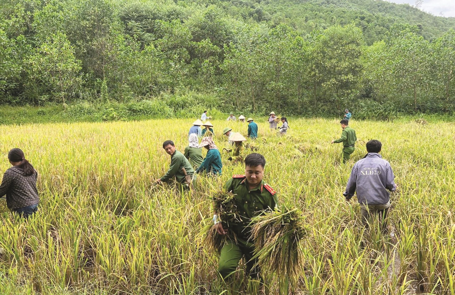 Thượng úy Lý Văn Hòa gặt lúa cùng đồng bào trong mùa thu hoạch vụ Đông - Xuân năm 2025