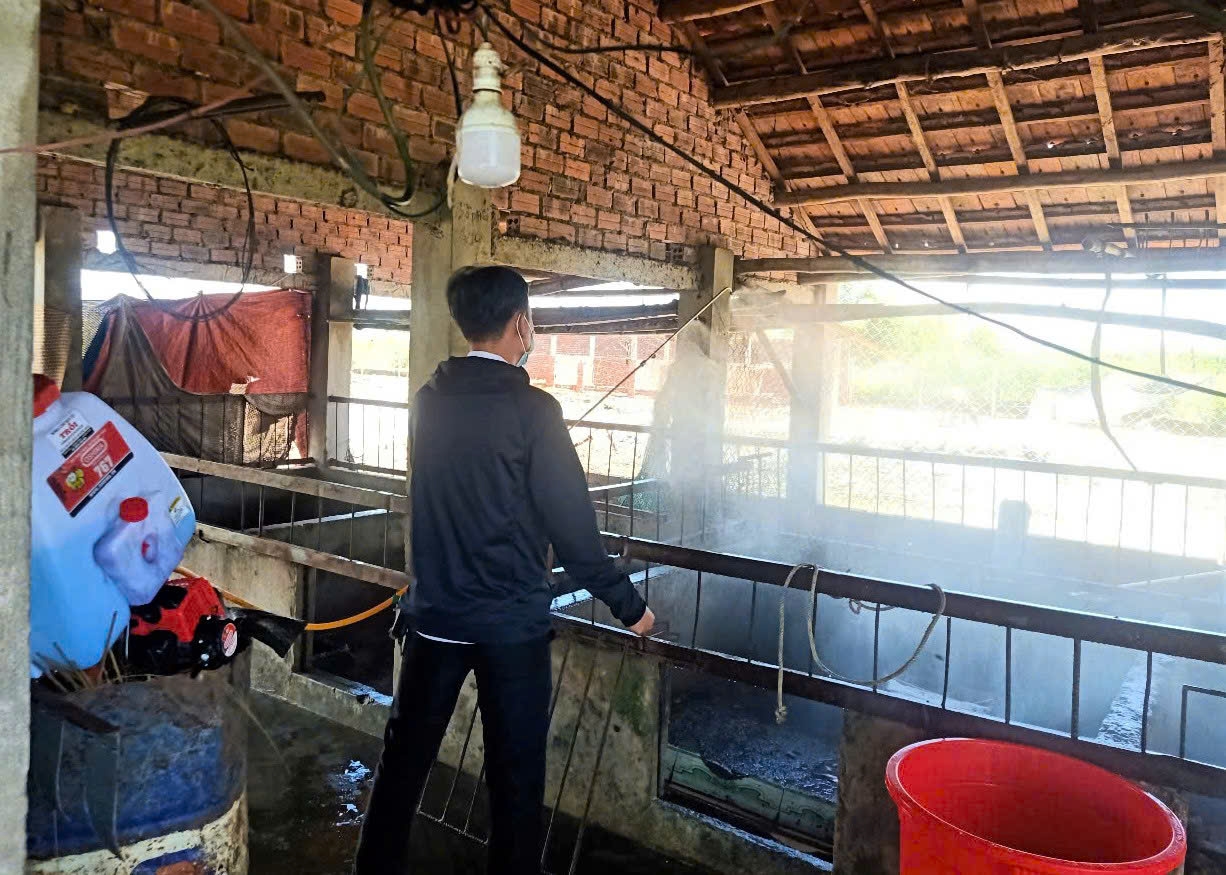 Ông Phan Văn Phước phun khử khuẩn chuồng trại chăn nuôi cho hộ dân có lợn nhiễm bệnh. 